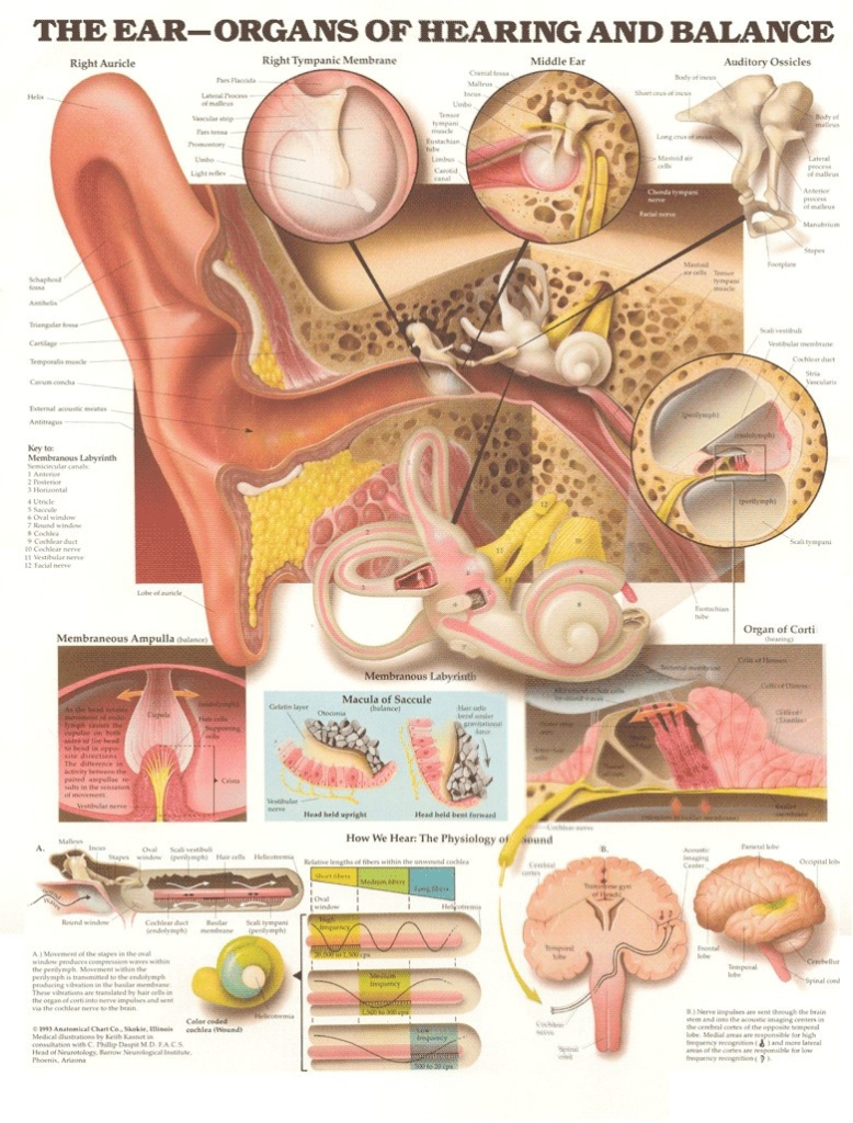 Ear Ringing or Tinnitus Relief - Lipo Flavonoid