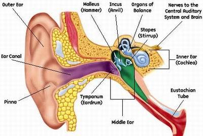 anatomy of the human ear- silverstein institute